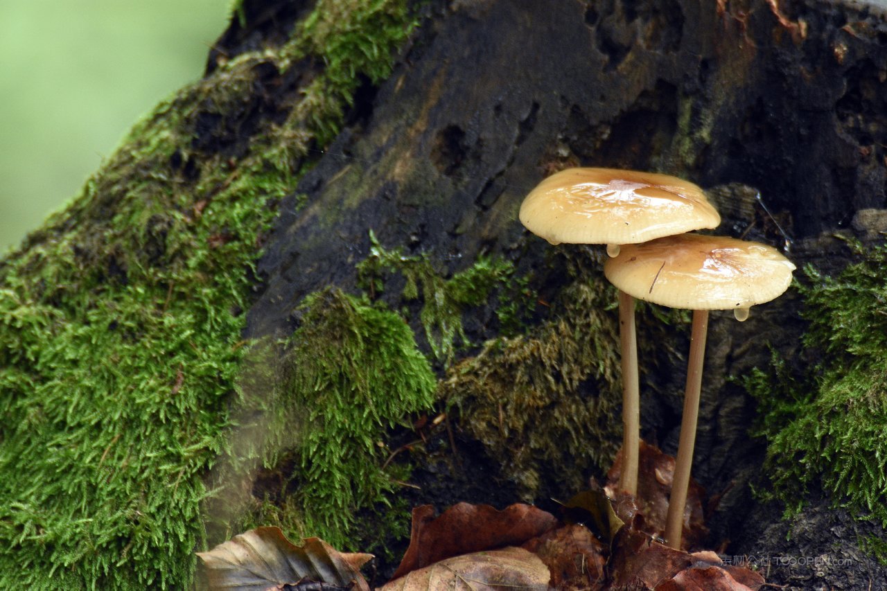 风景画苔藓蘑菇图片