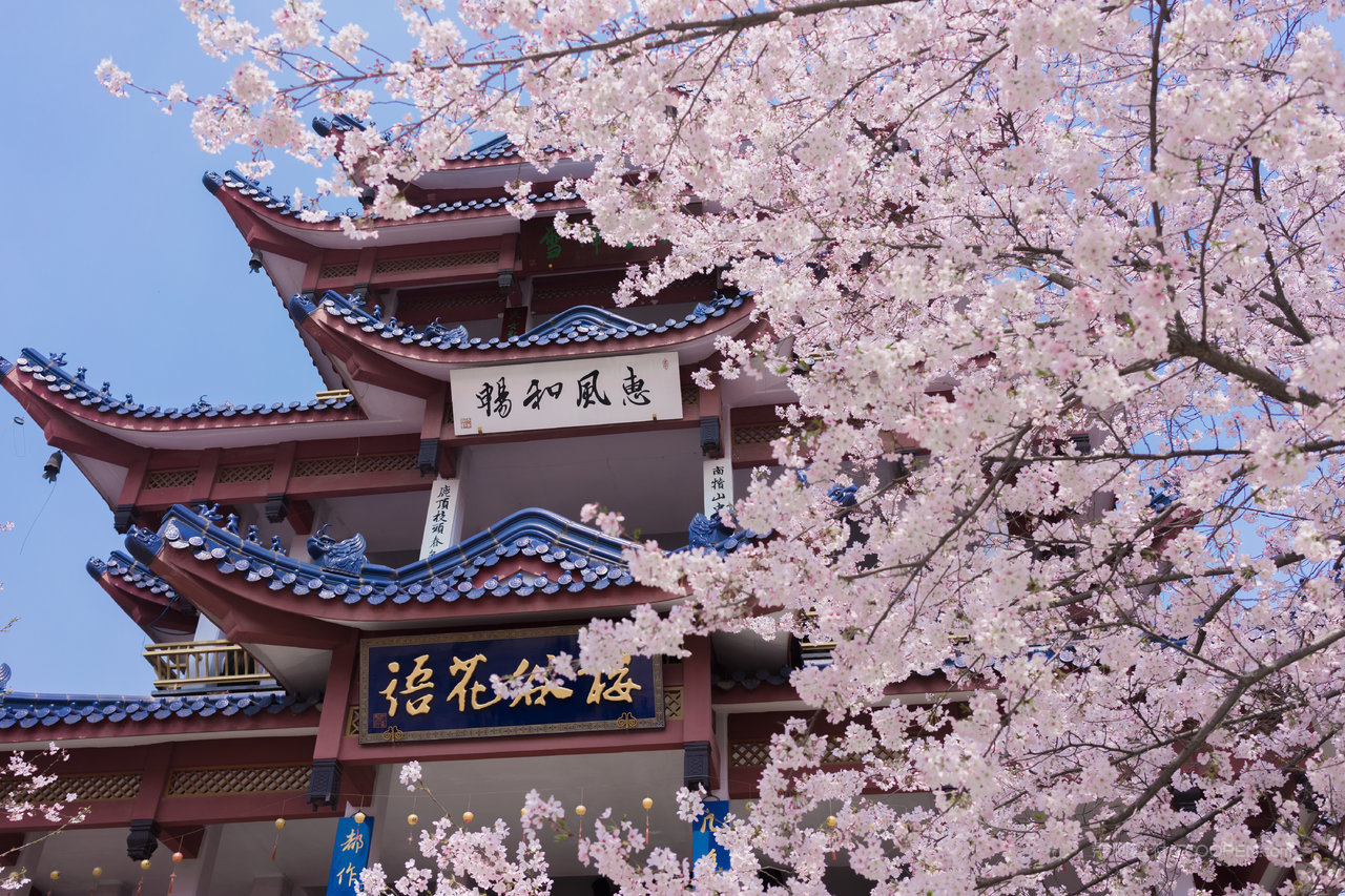 无锡鼋头渚樱花谷