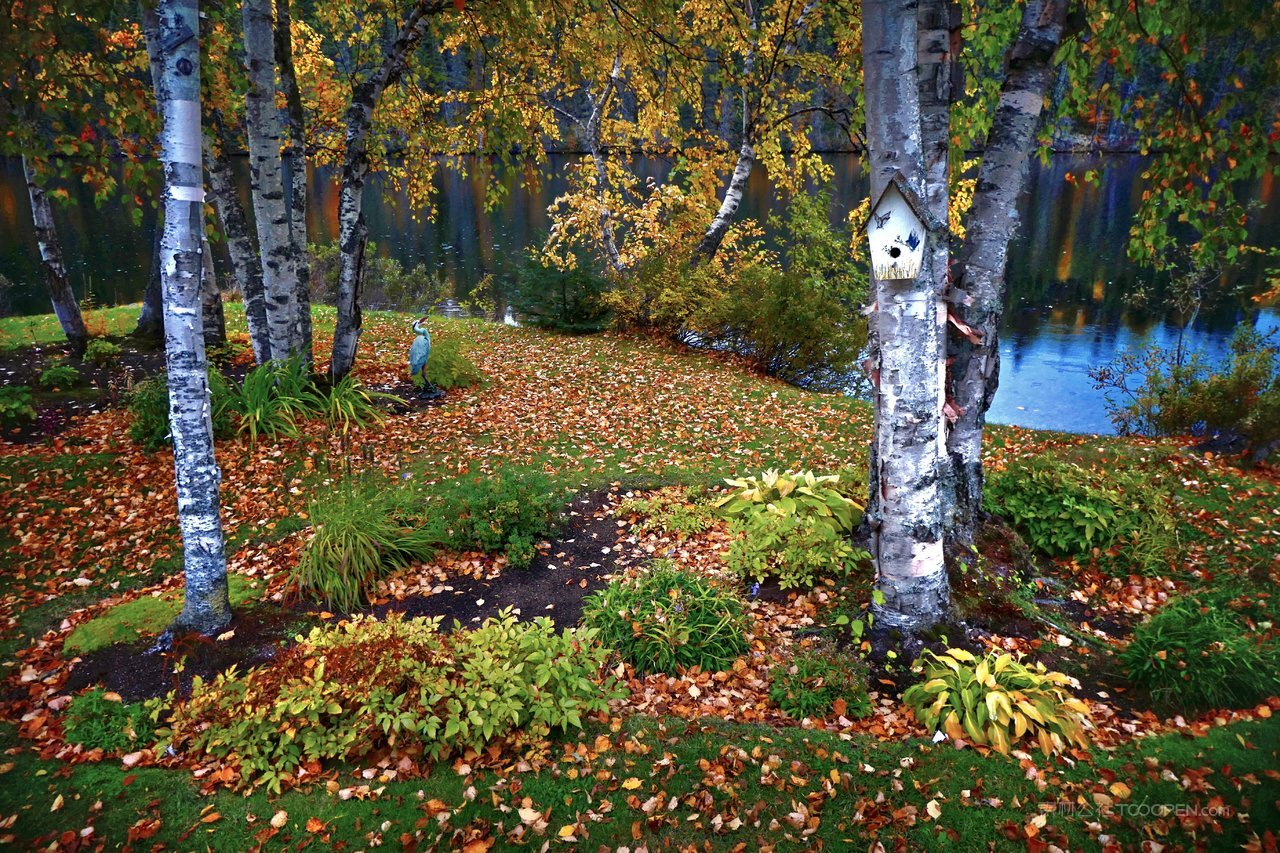 白桦树白桦林草地风景画