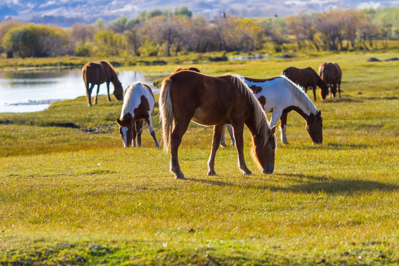 内蒙古自治区乌兰布统景区秋色 (4)