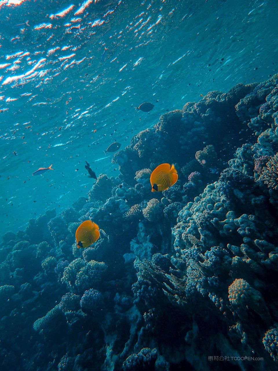 海底游鱼高清图片