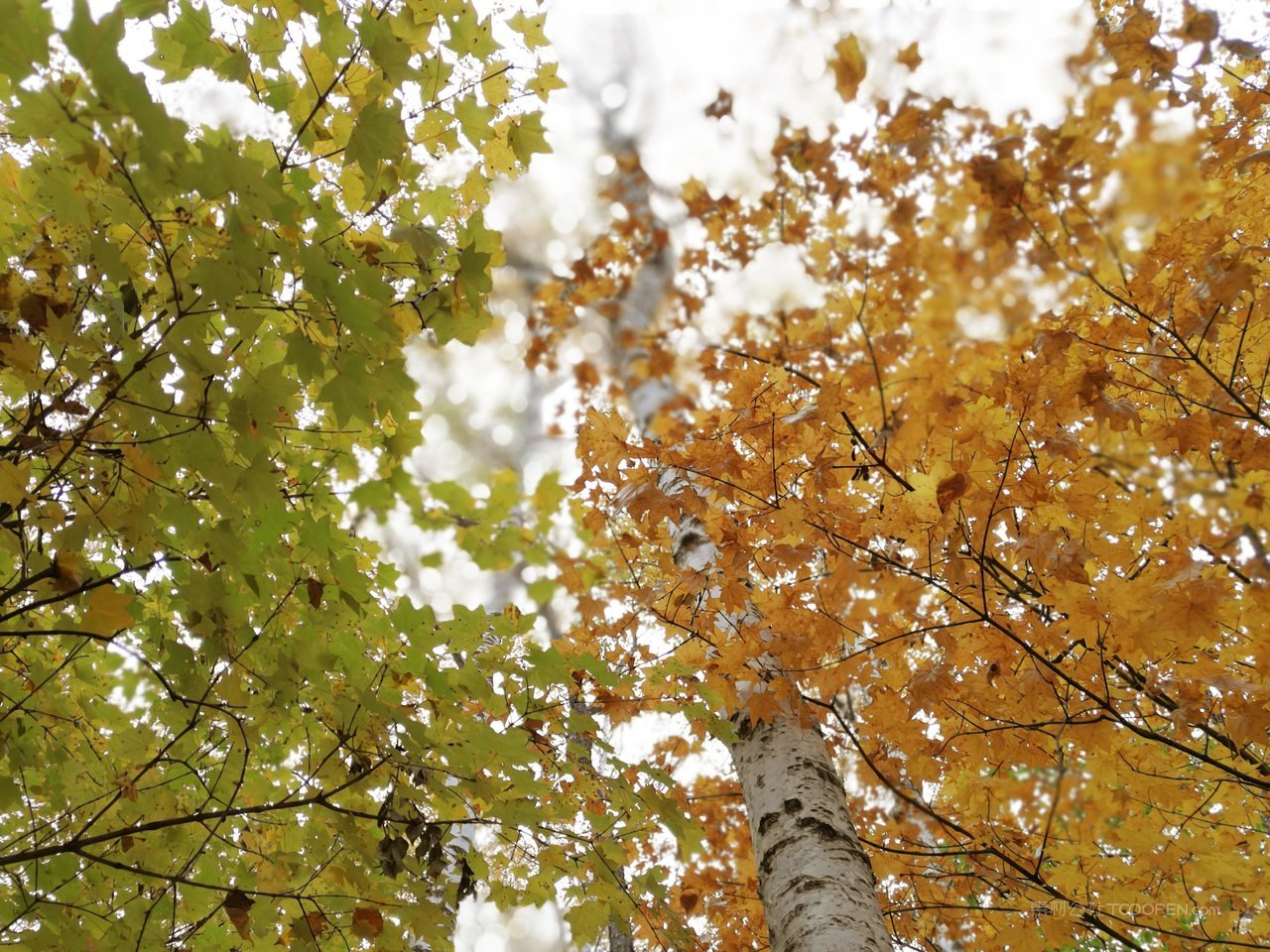 白桦树树叶风景画摄影图片