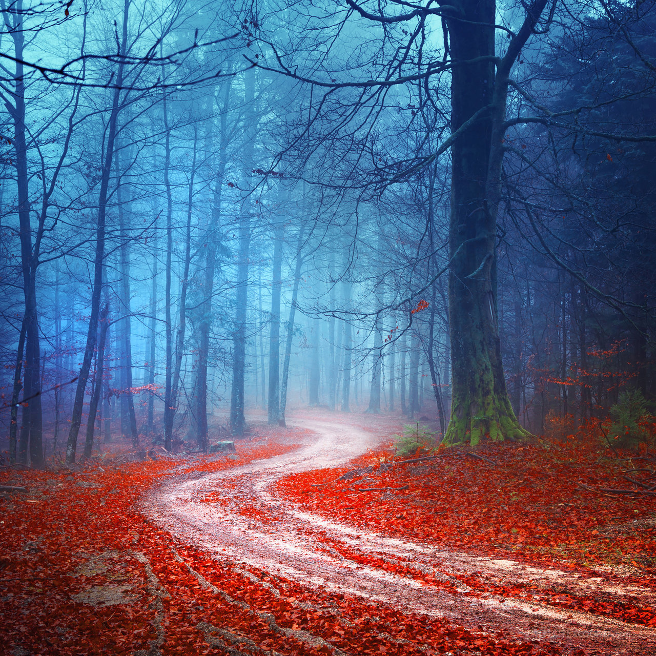 薄雾森林风景画图片