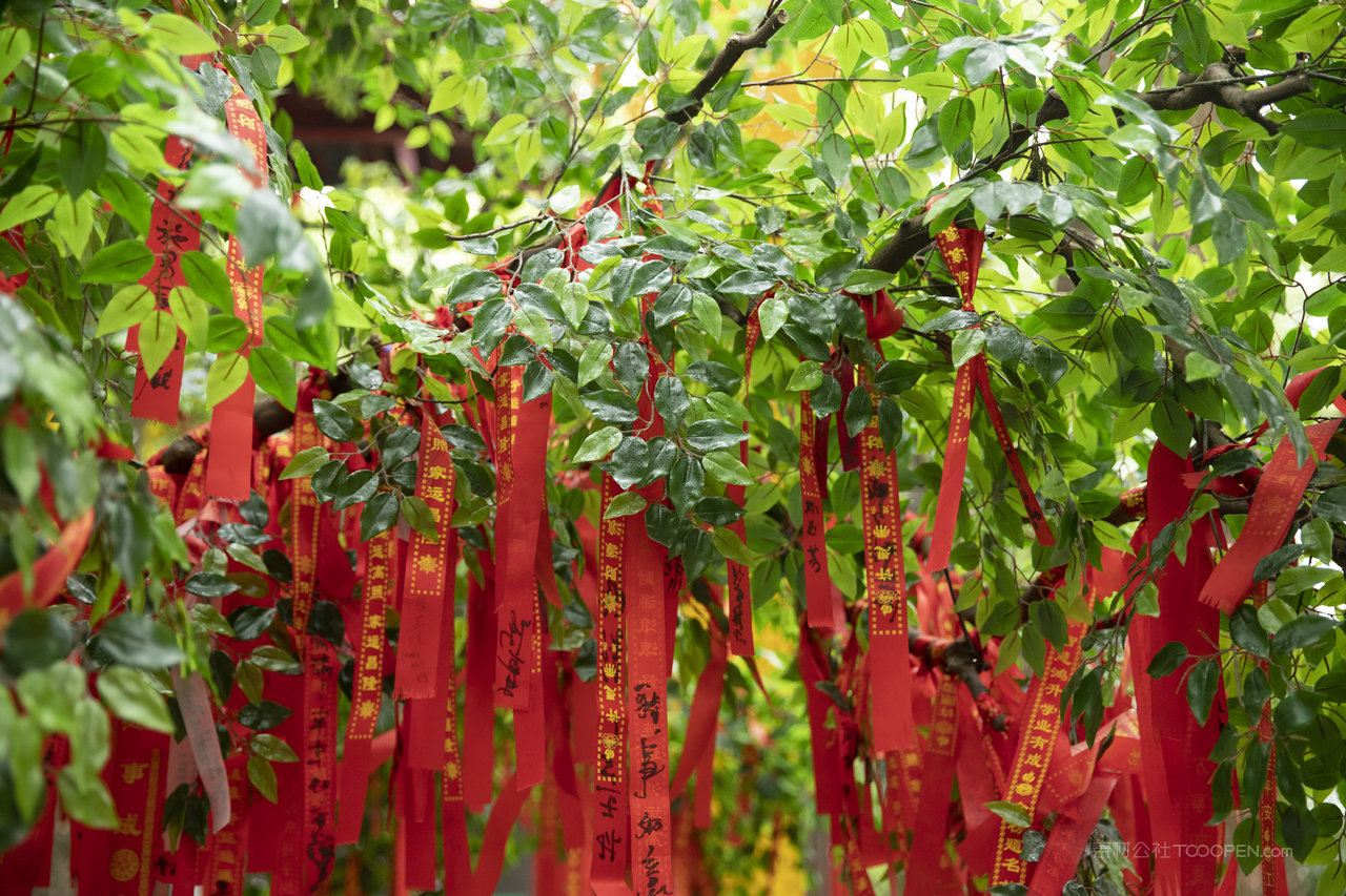 树林大树风景画摄影图