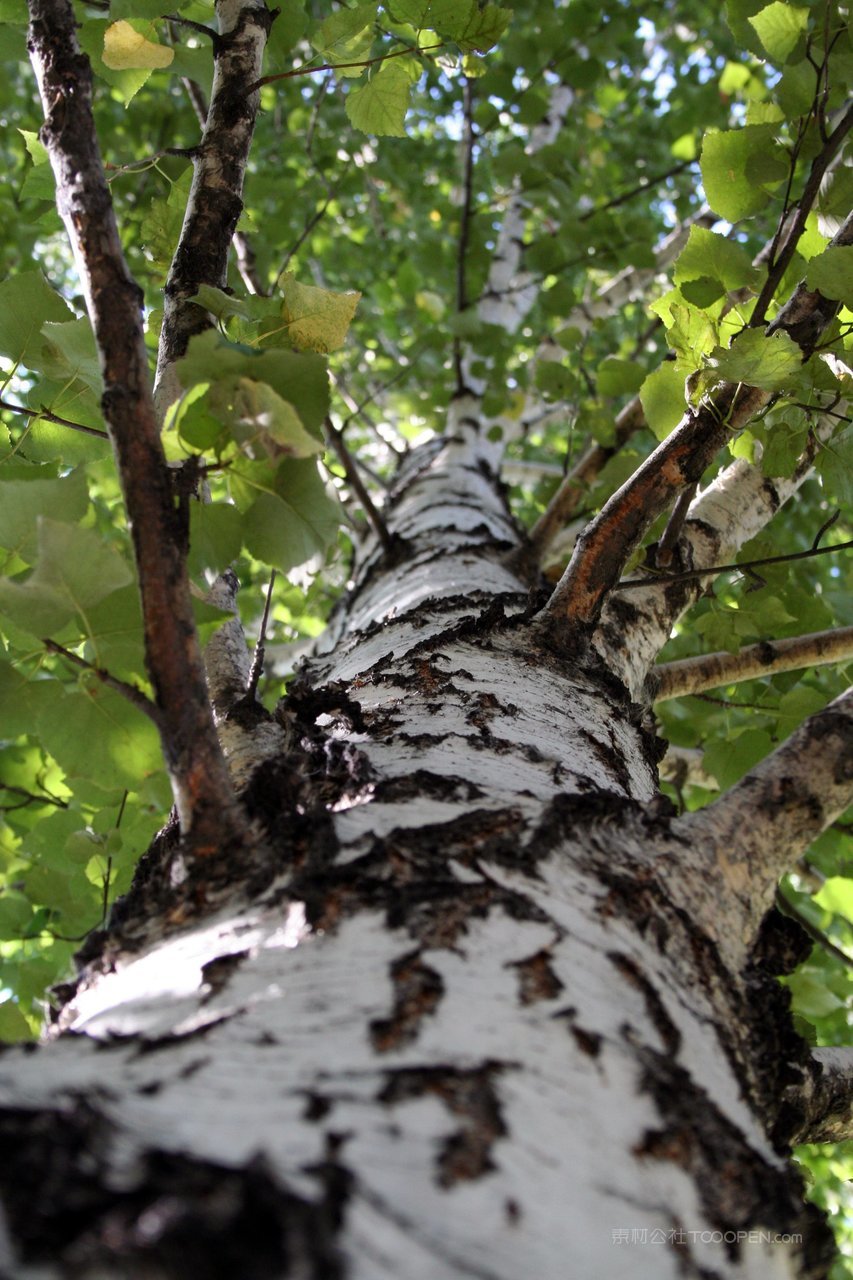 白桦树大树风景画图片