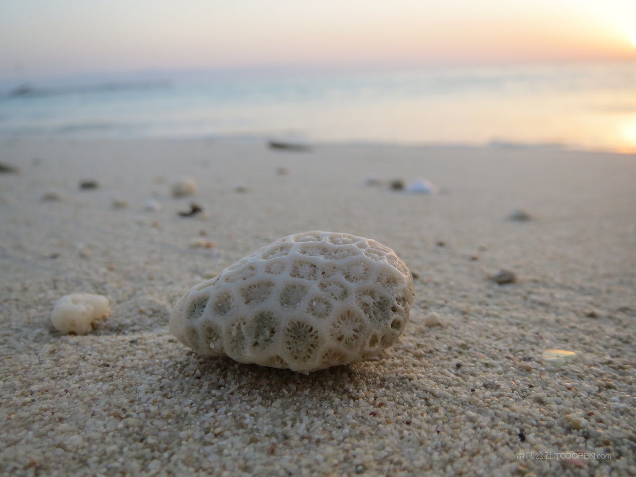 沙滩珊瑚摄影图片