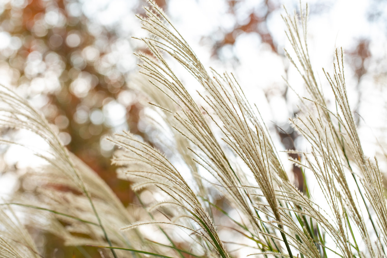 芦苇丛唯美风景画