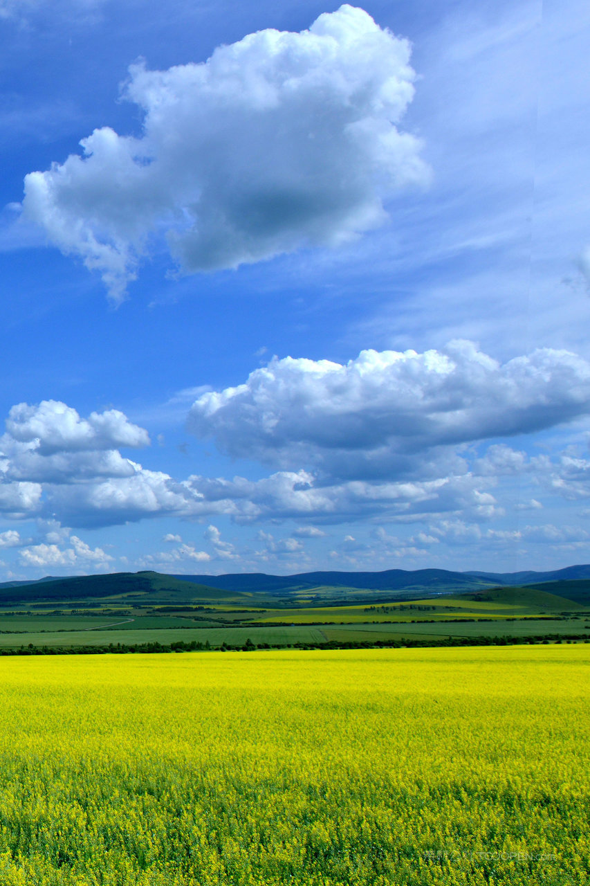 内蒙古根河油菜花