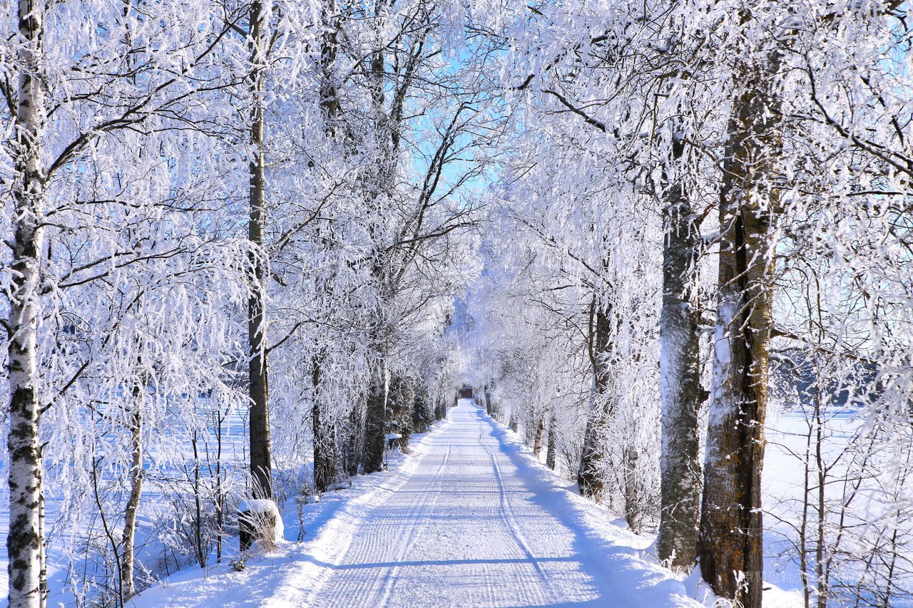 白桦树白桦林雪景风景画