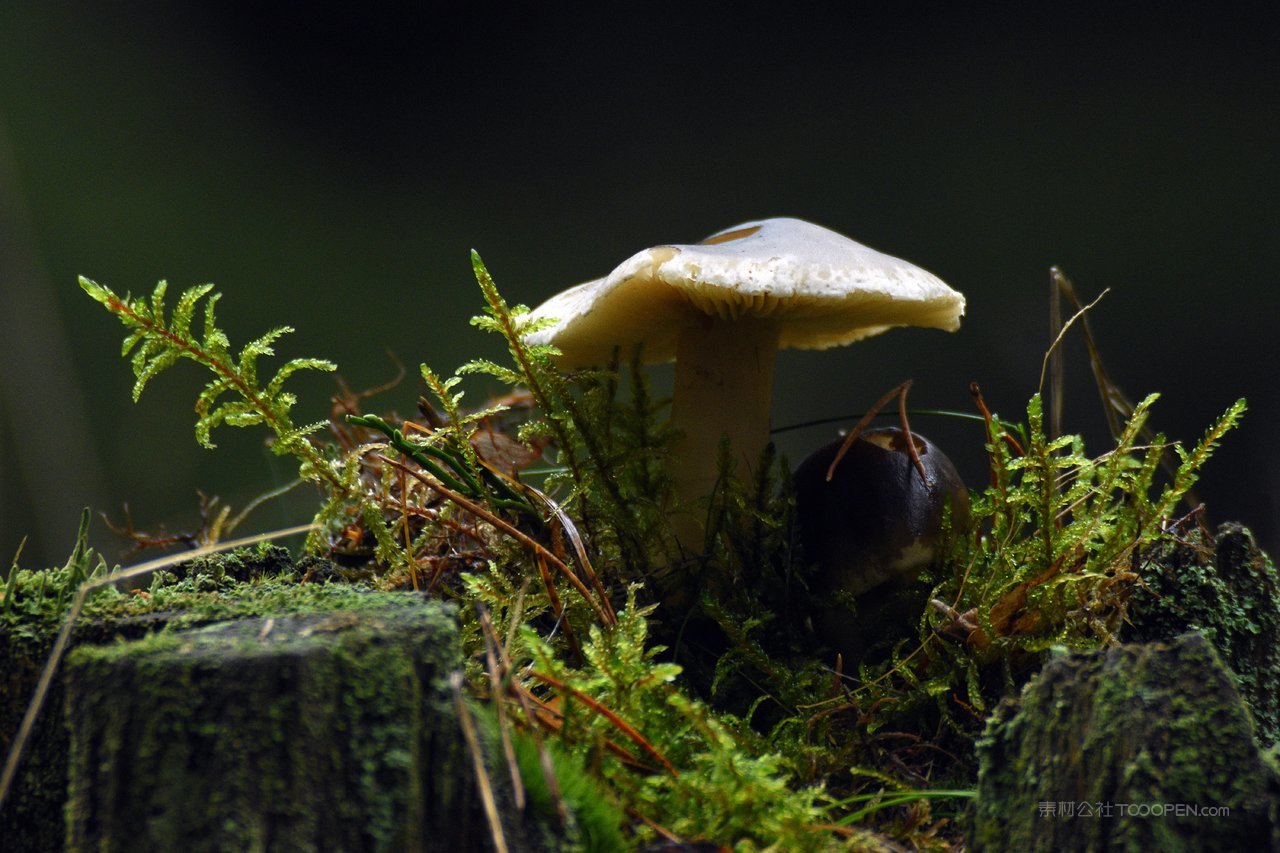 高清风景画苔藓蘑菇图片