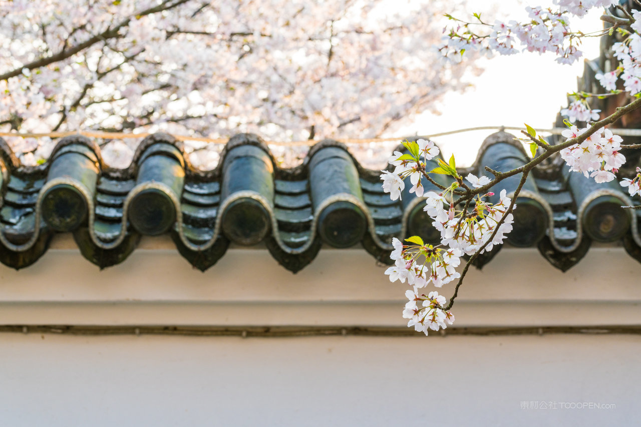 无锡鼋头渚樱花