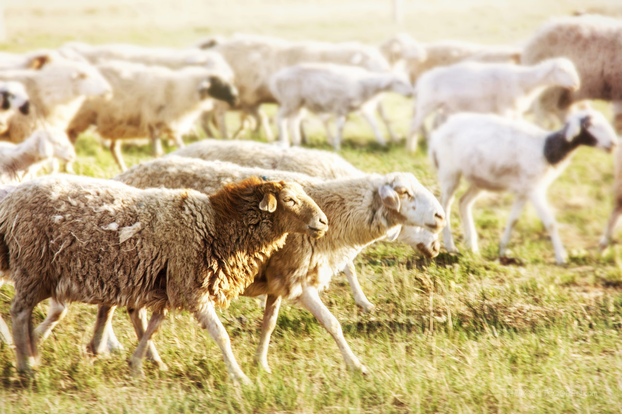 内蒙古锡林郭勒大草原羊群