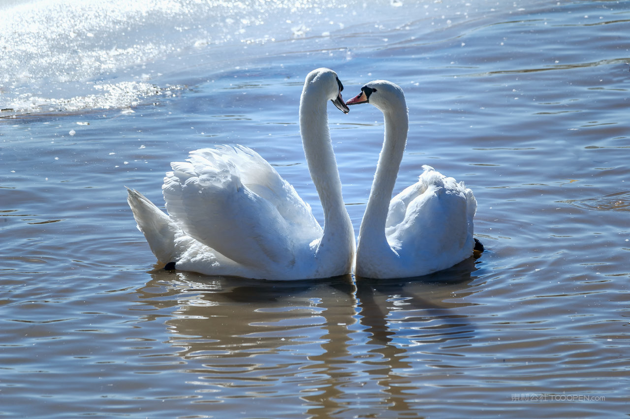 内蒙古冬季天鹅戏水游玩