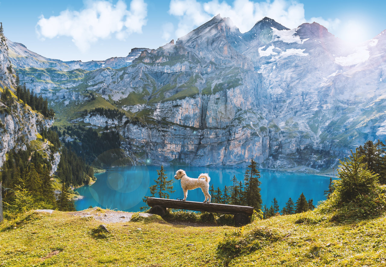 瑞士山脉山林图片