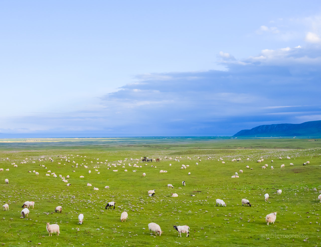 青藏公路沿途风光和羊群摄影图片