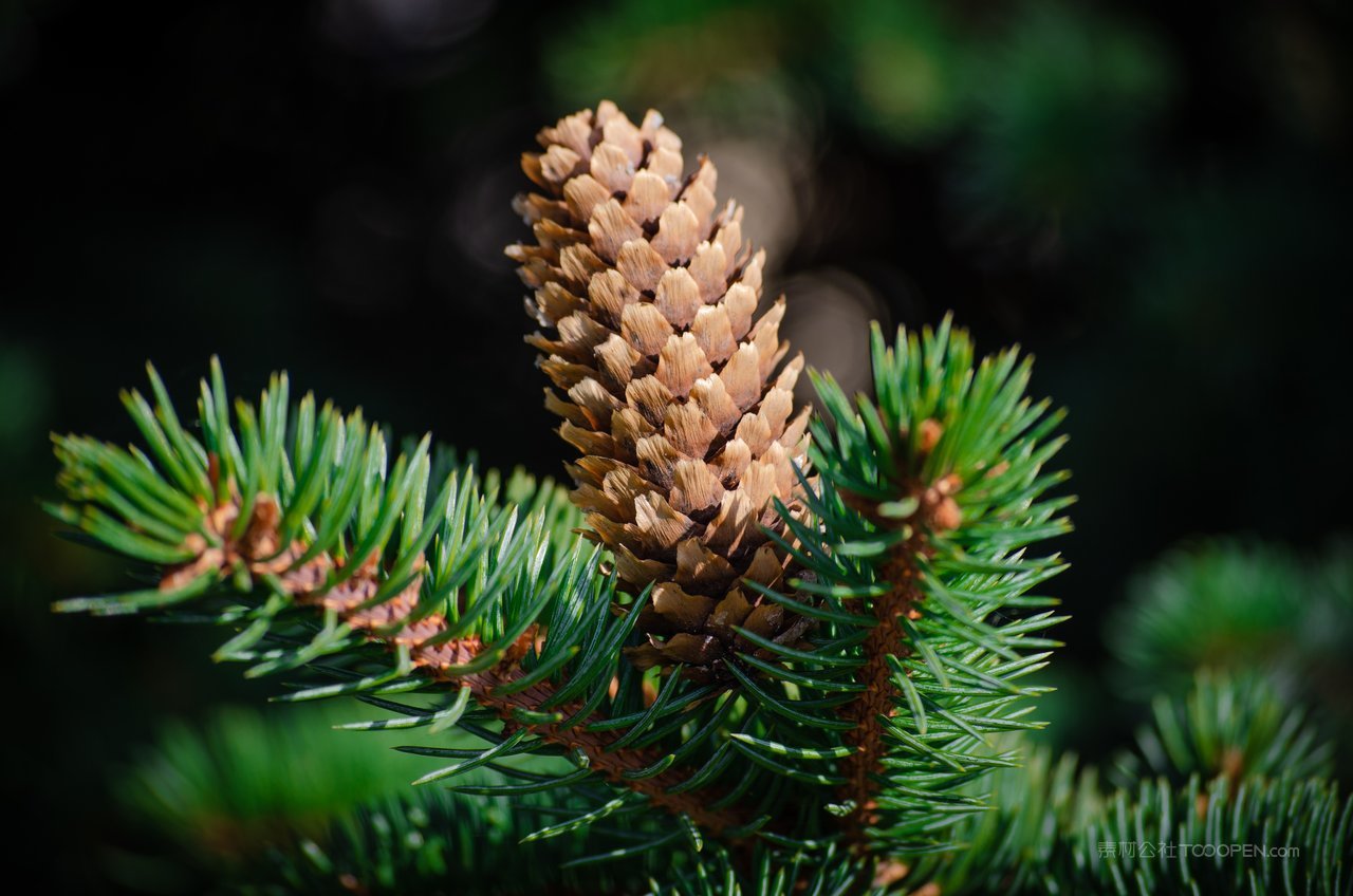 松树树枝高清风景画图片