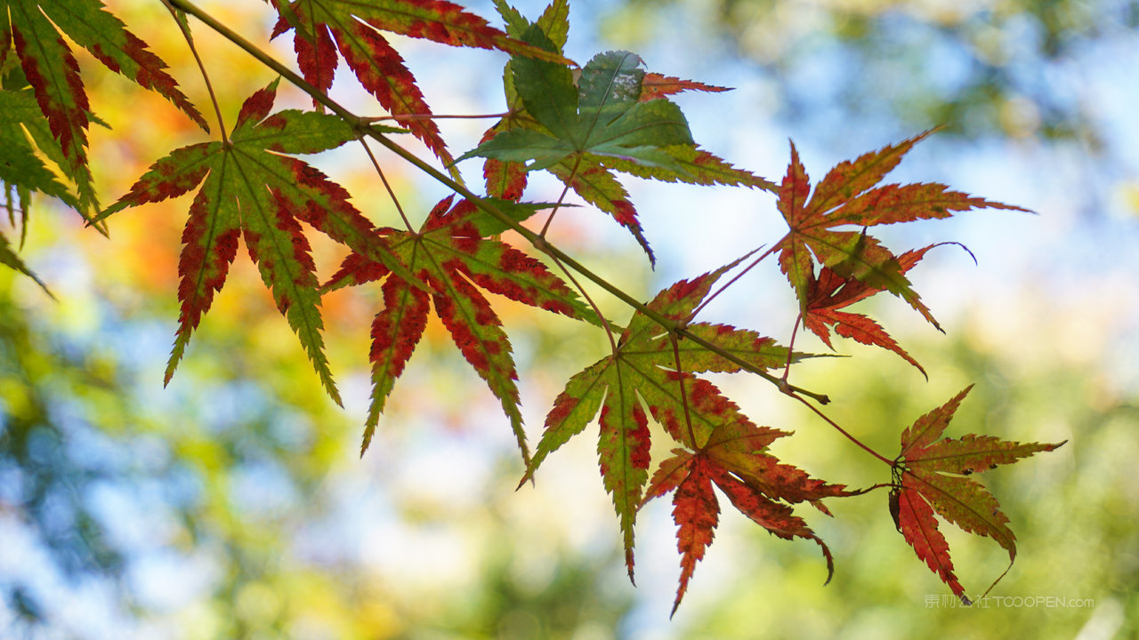 江西九江庐山秋日赏枫 (2)