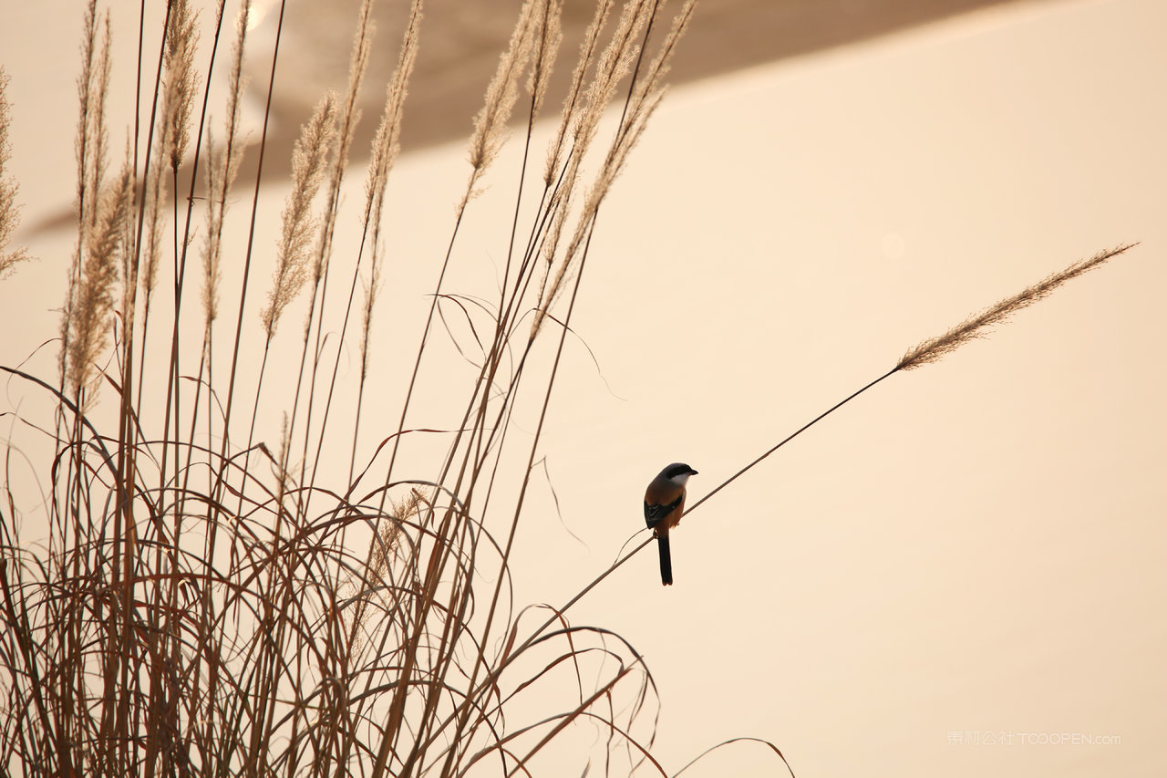 芦苇丛唯美风景画
