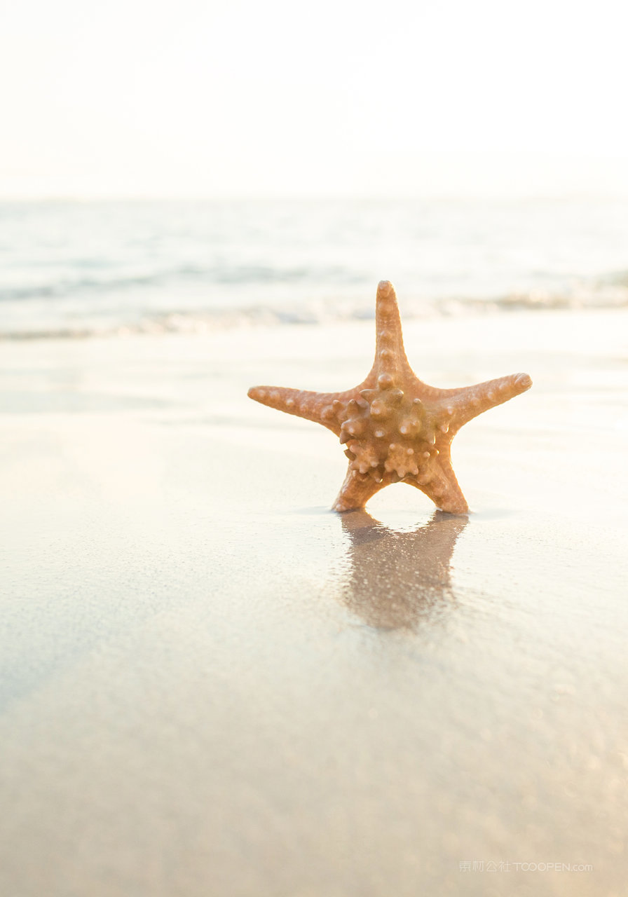 海星沙滩海景风景画图片