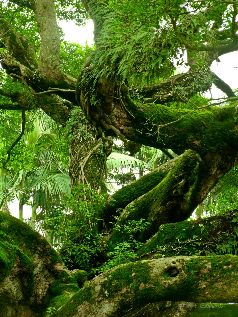 唯美风景画树林树木图片