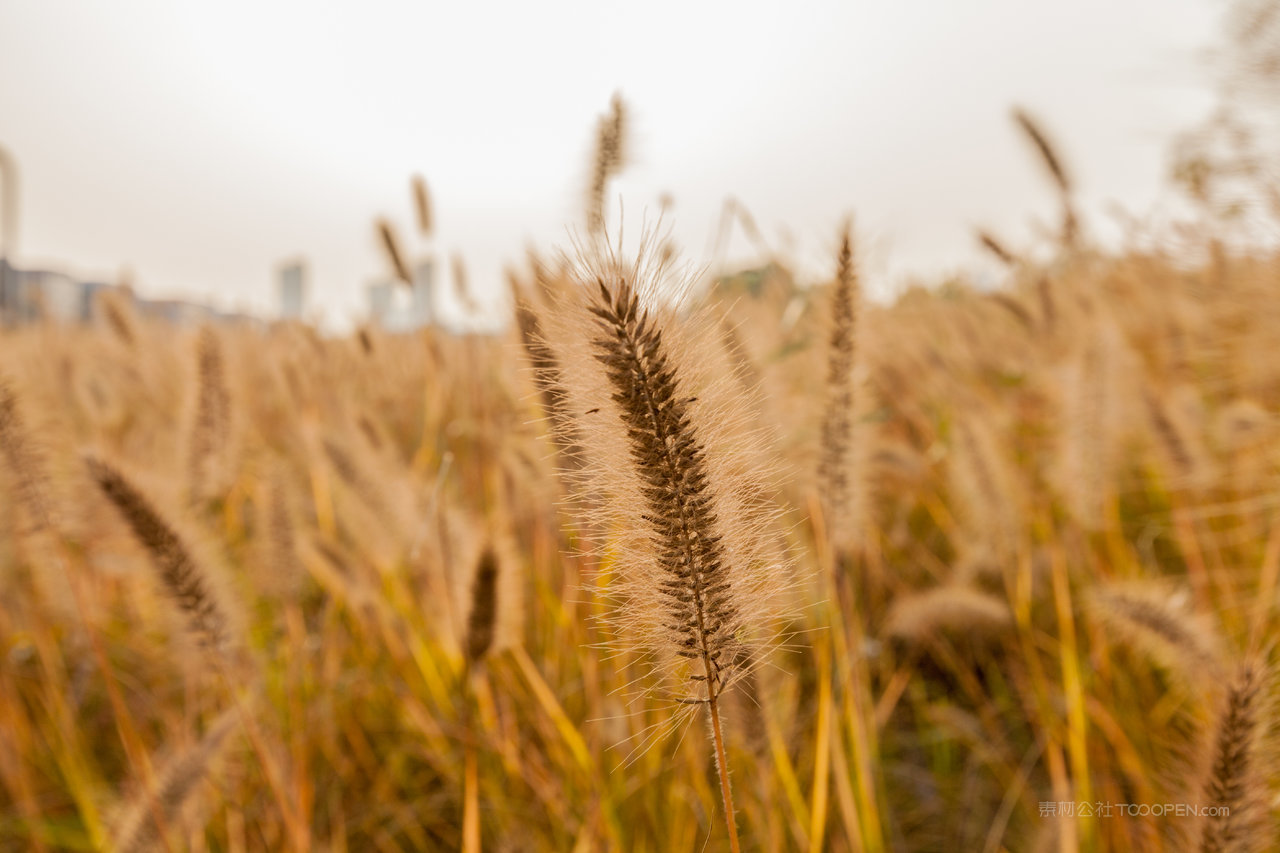 芦苇丛风景画摄影图片