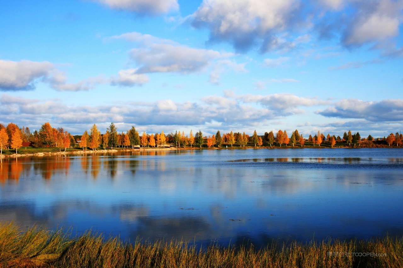 白桦树高清风景画素材
