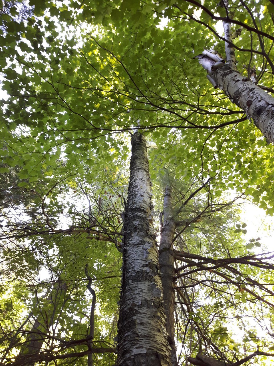 白桦树白桦林风景画图片