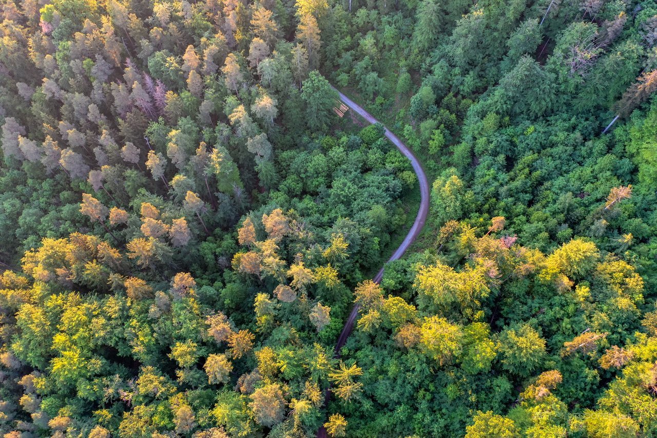 松树林高清风景画图片