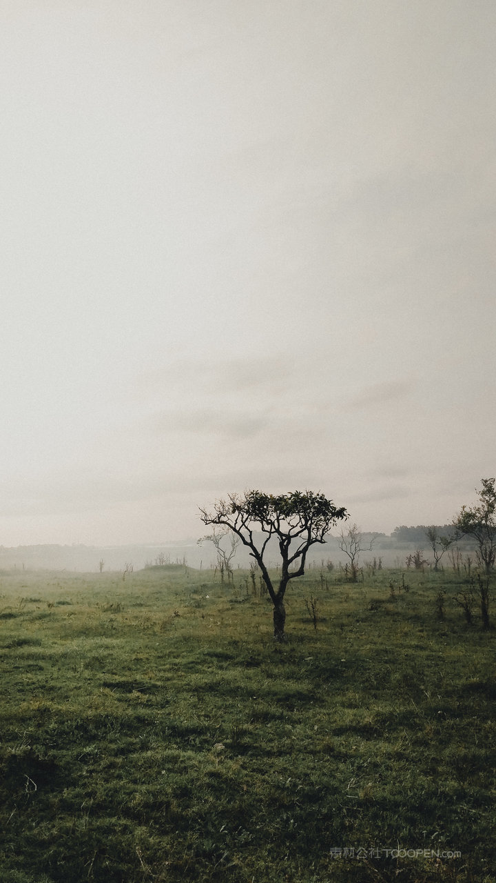 草地树木风景画图片
