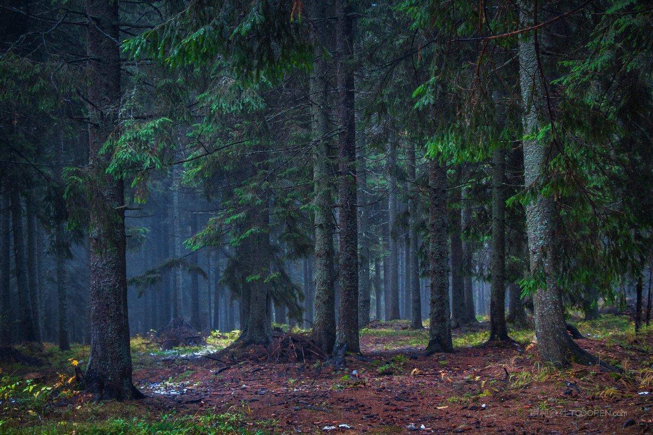 松树树林高清风景画图片