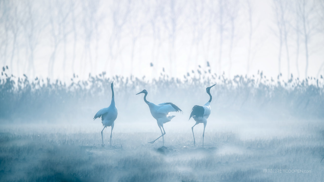 盐城丹顶鹤保护区