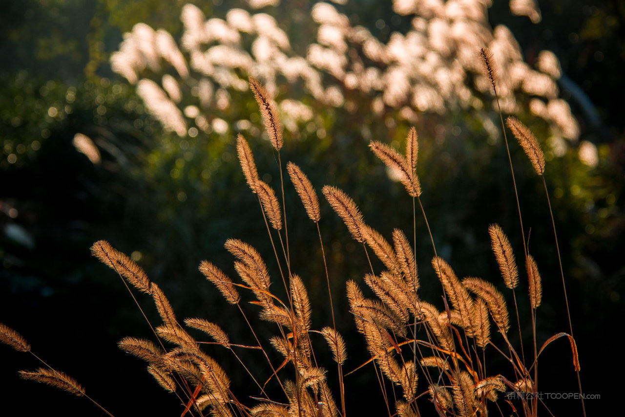 唯美芦苇丛风景画图片