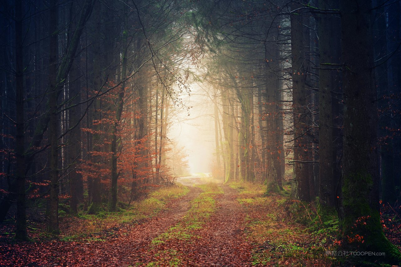 高清林荫道森林树林