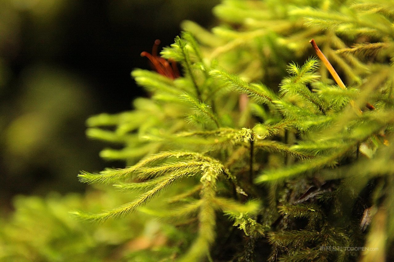 高清苔藓图片风景画