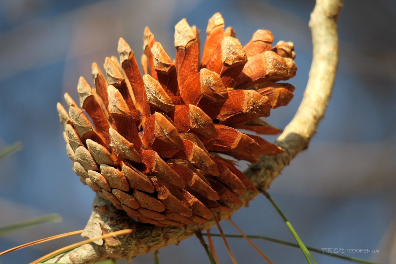 松树松果高清风景画图片