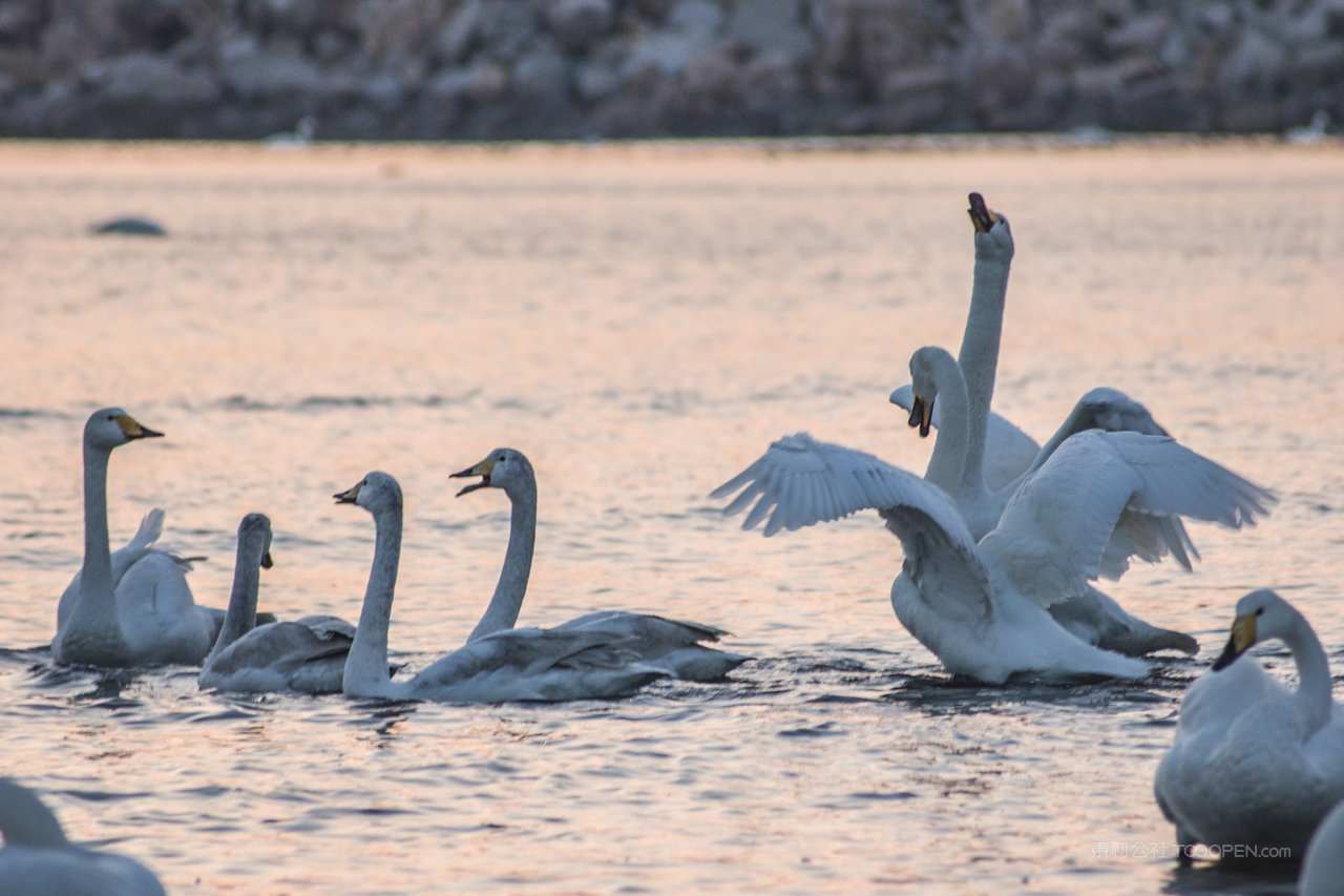 天鹅湖中的天鹅