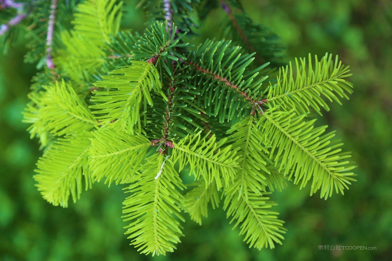 松树树枝高清风景画图片