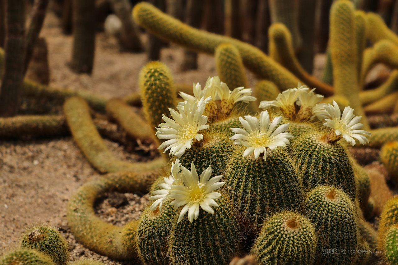 厦门植物园仙人掌
