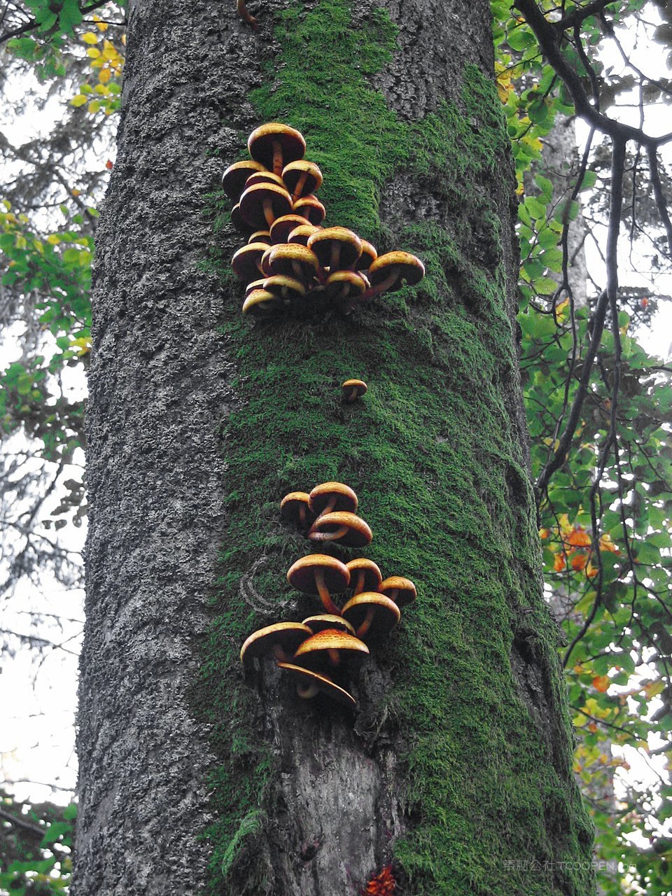 大树苔藓风景画图片