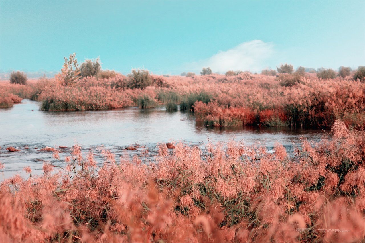 芦苇丛摄影图片