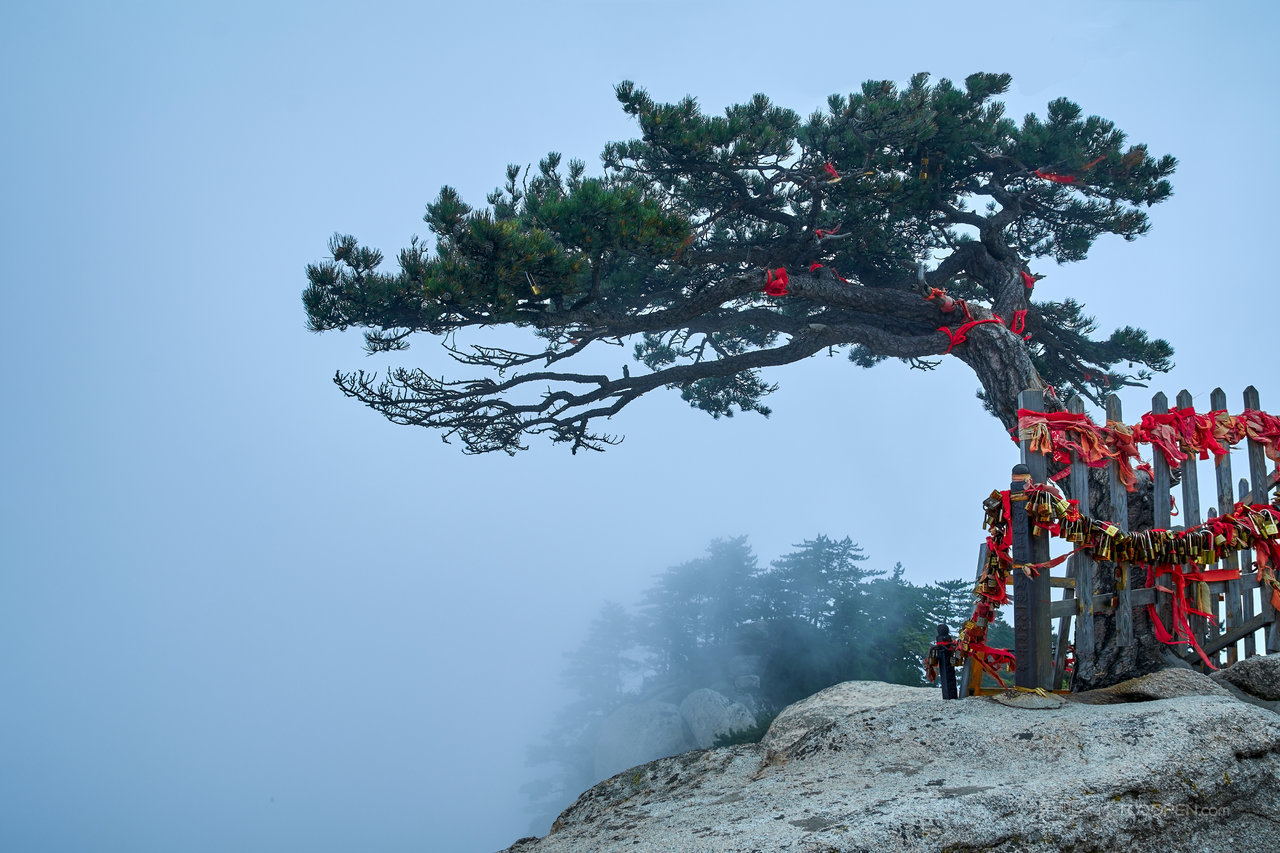 松树的精神高清风景画