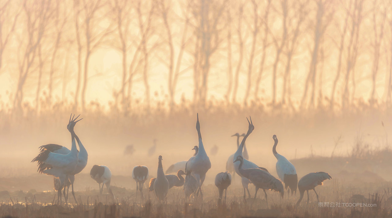 盐城丹顶鹤风景画图片