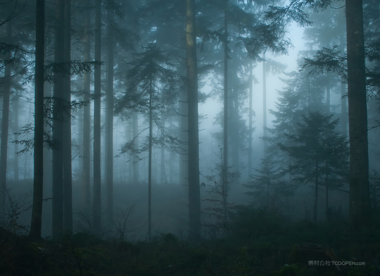 薄雾森林风景画图片