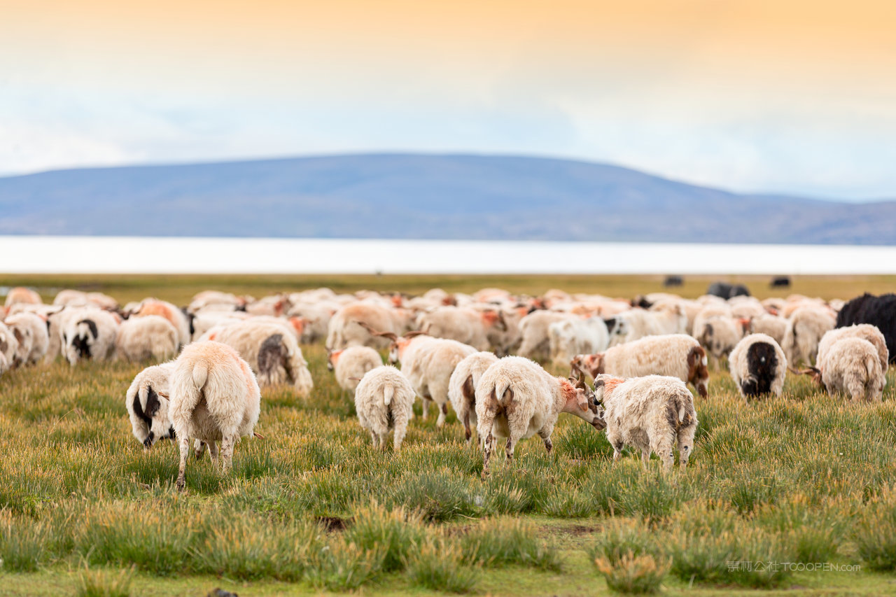 西藏风光草地羊风景画图片
