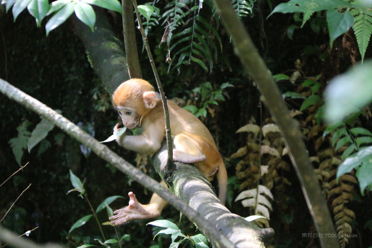 张家界风景画猴子摄影图