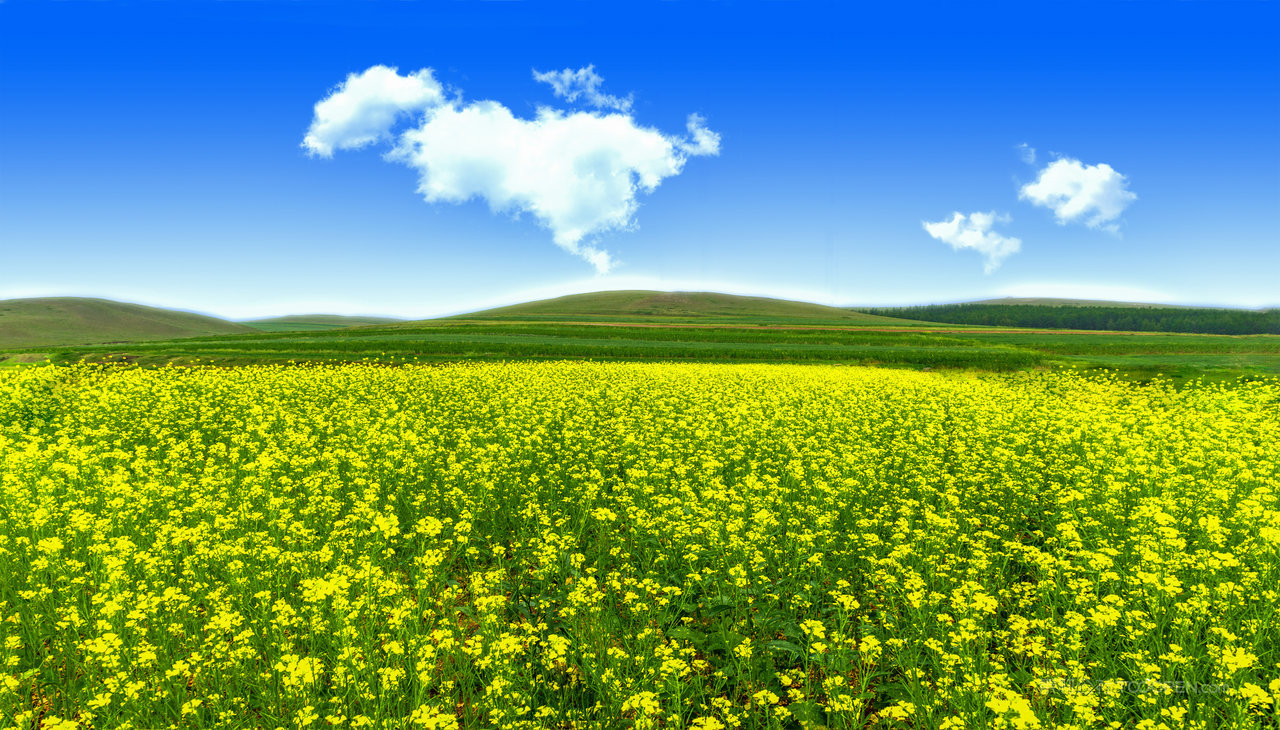 内蒙古武川油菜花地景观 (1)