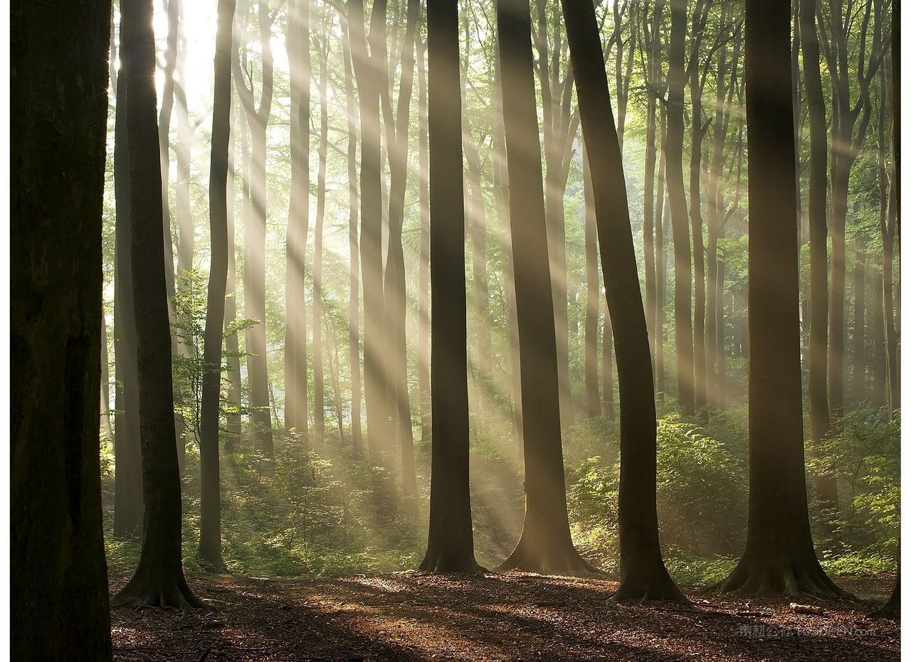 薄雾森林树林风景画图片