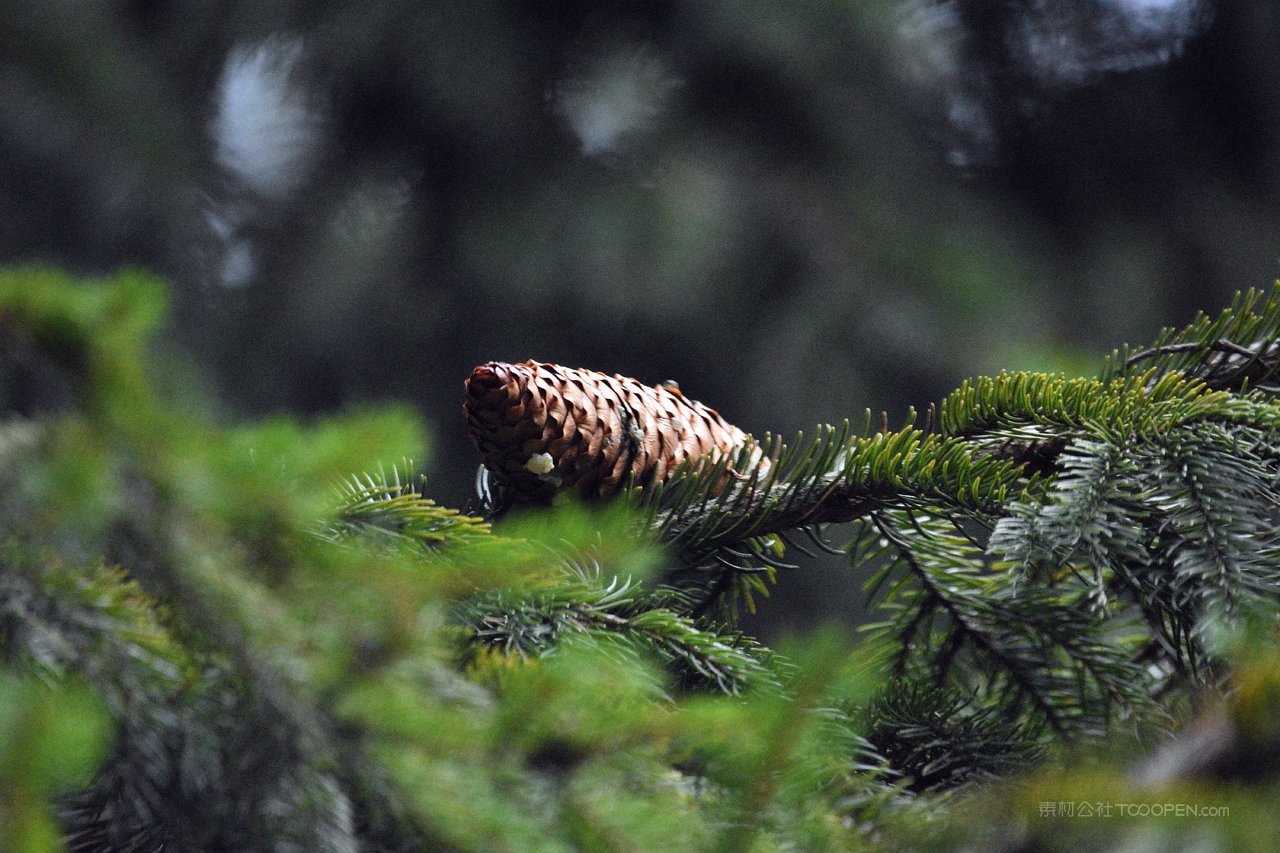 松树松枝高清风景画图片