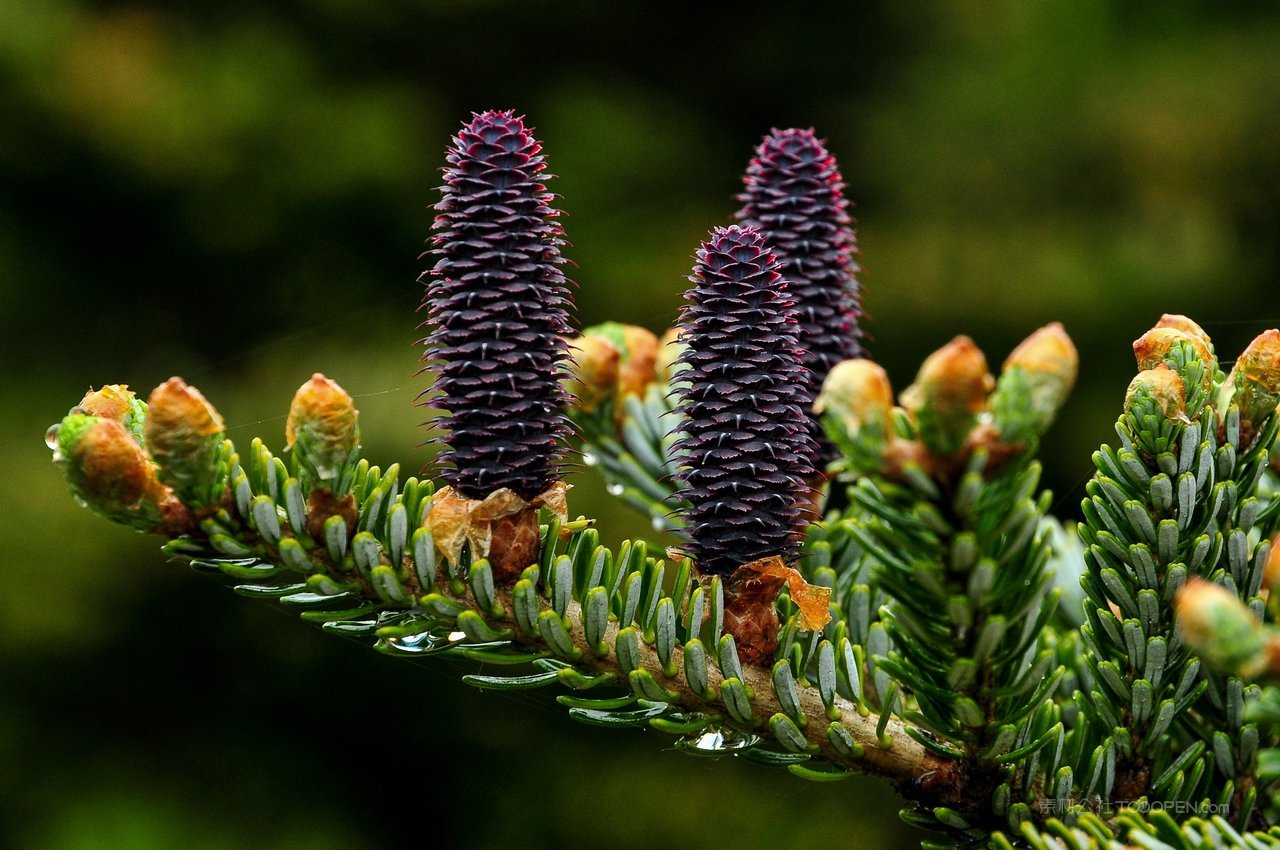 松树树枝高清风景画图片