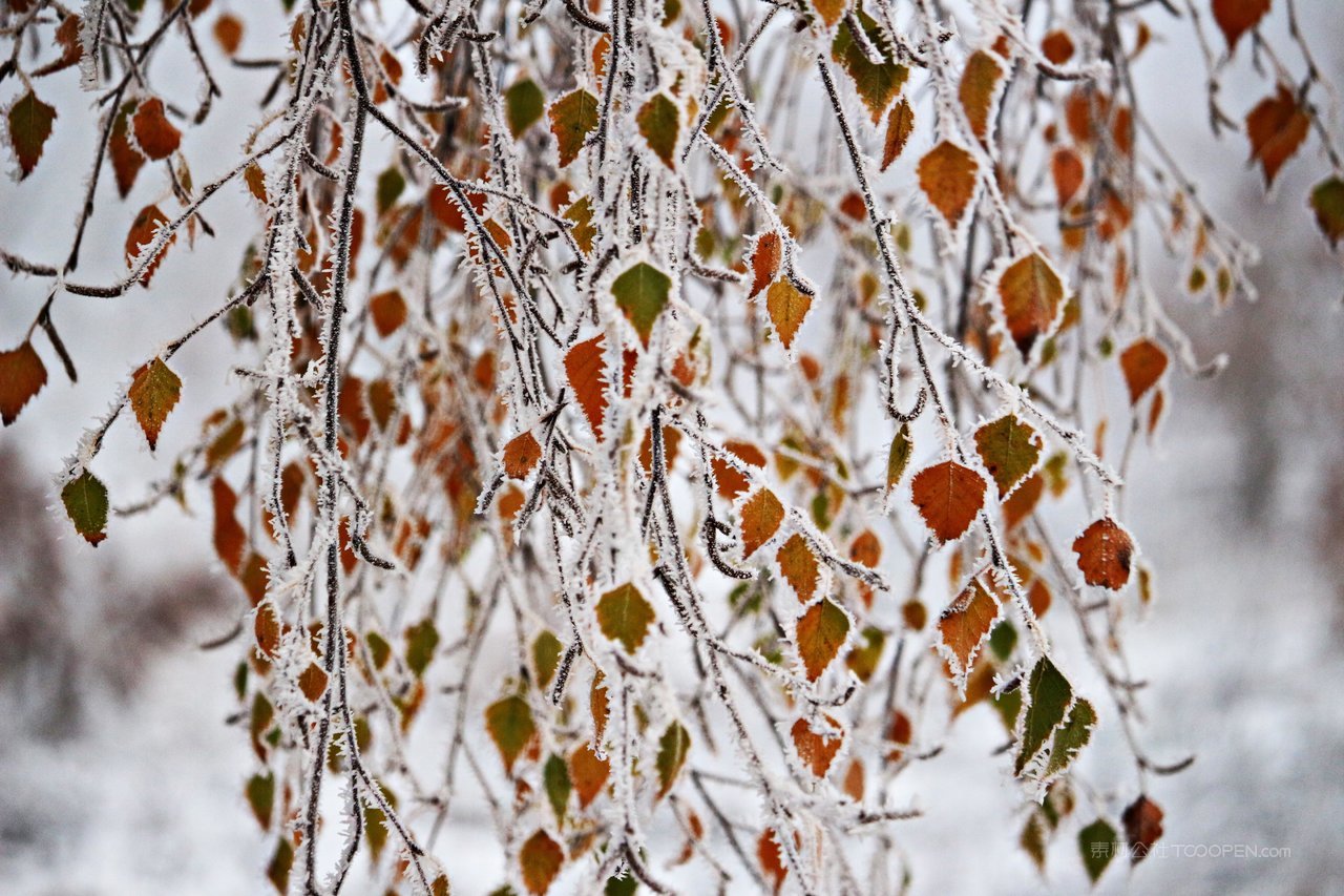 白桦树树叶摄影图片